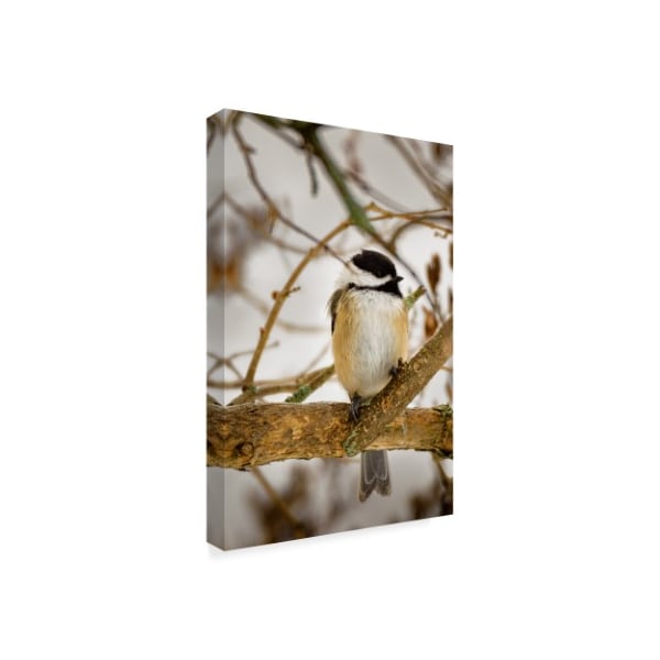 Brenda Petrella Photography Llc 'Chickadee On Tree' Canvas Art,12x19